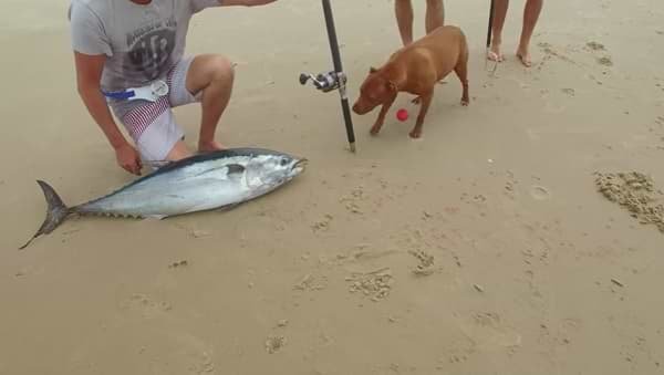 Drone Fishing For Tuna