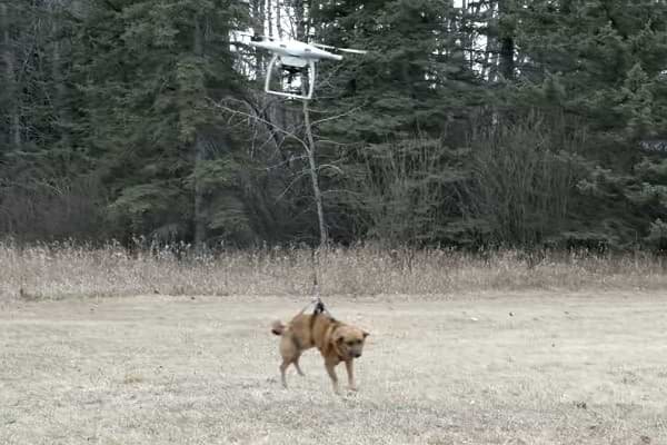 Can a Drone Raise a Dog?
