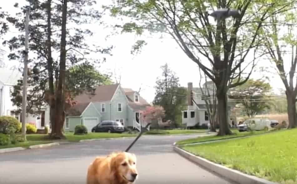 Drone Walking a Dog